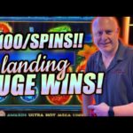 Play Jungle Insane Ports! cash clams slot play for real money Hollywood Local casino